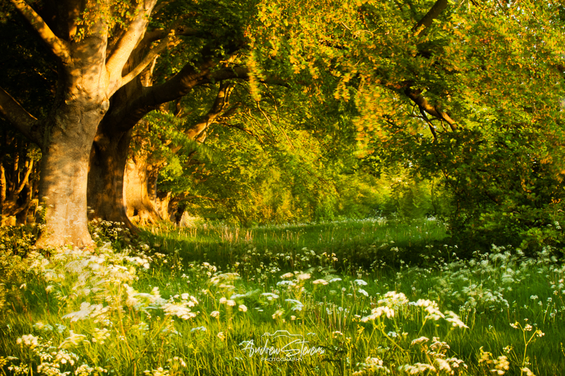 Beech Avenue (asp100-0037)