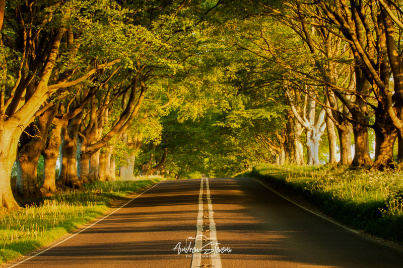 Beech Avenue (asp100-0039)