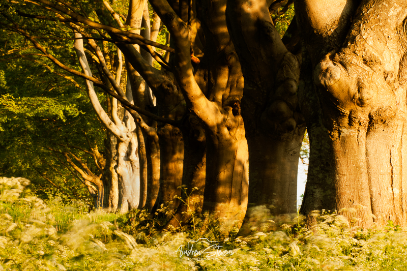 Beech Avenue (asp100-0042)