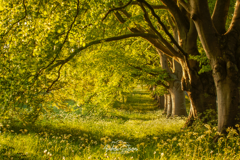 Beech Avenue (asp100-0044)