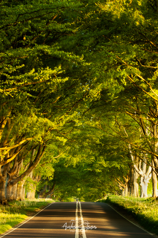 Beech Avenue (asp100-0045)