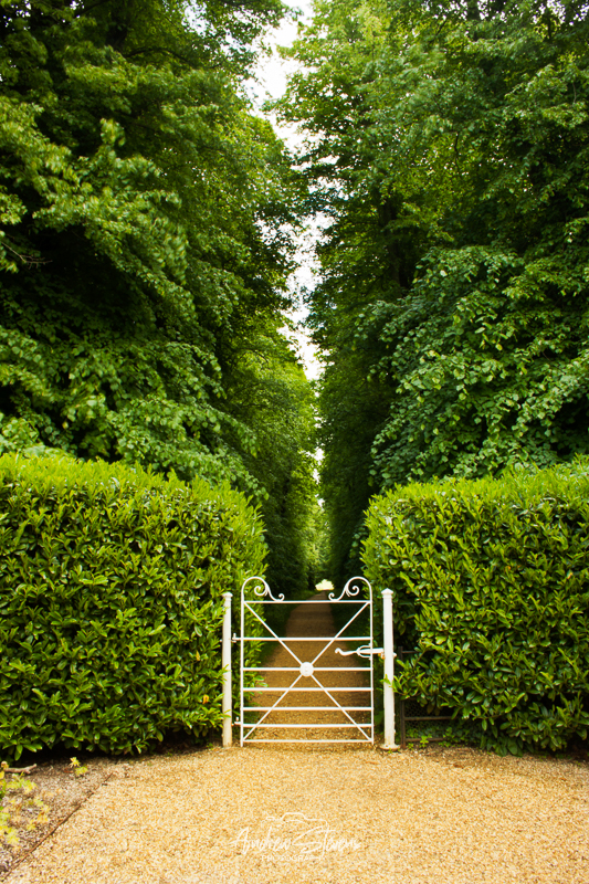 Lime Walk, Kingston Lacy (asp100-0193)