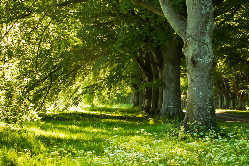 Beech Avenue (asp100-0274)