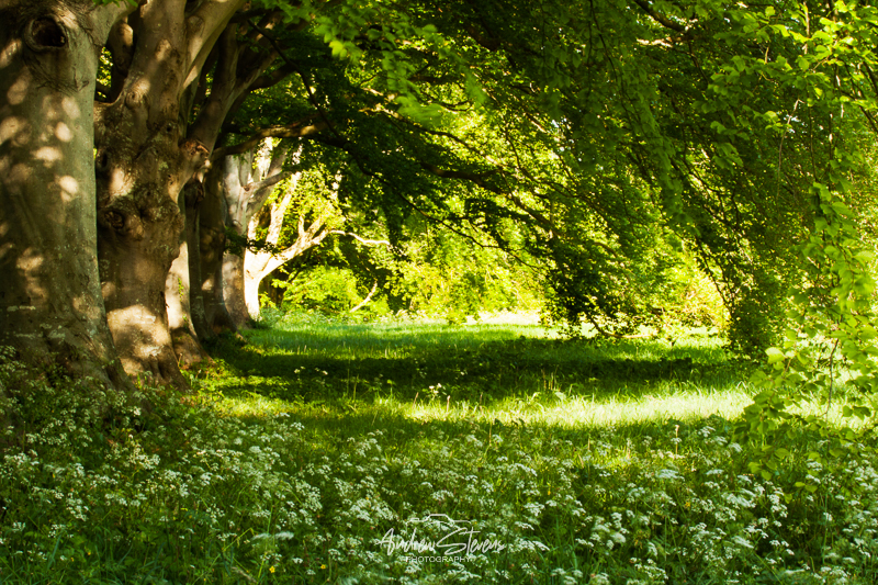 Beech Avenue (asp100-0278)