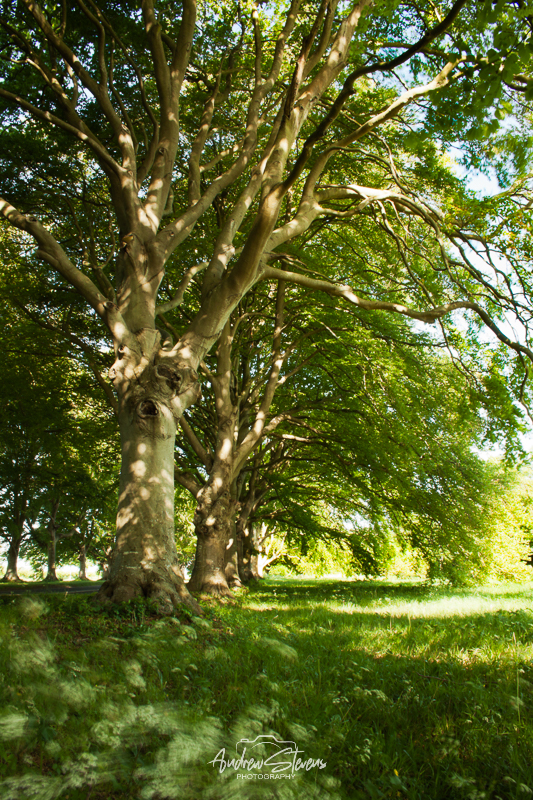 Beech Avenue (asp100-0280)