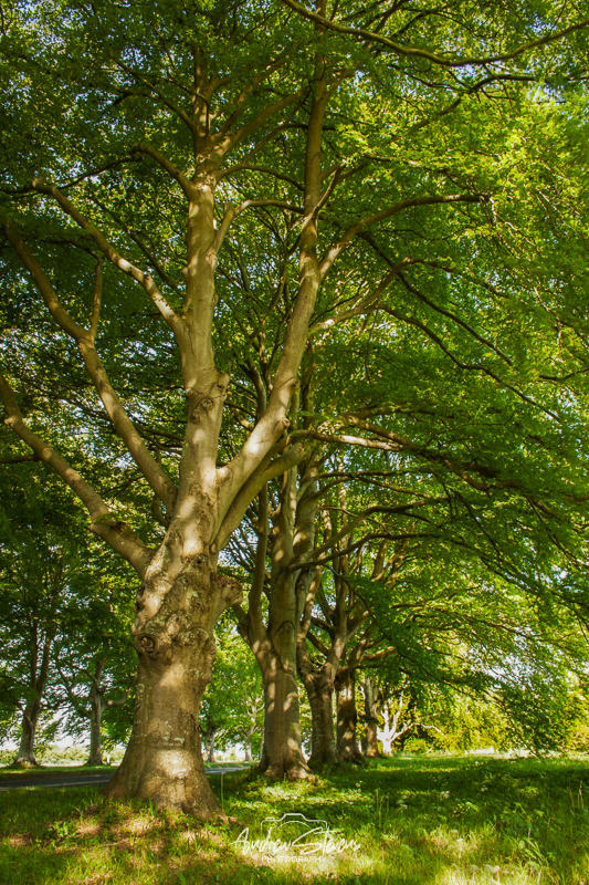 Beech Avenue (asp100-0285)