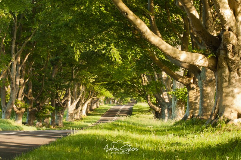 Beech Avenue (asp100-0311)