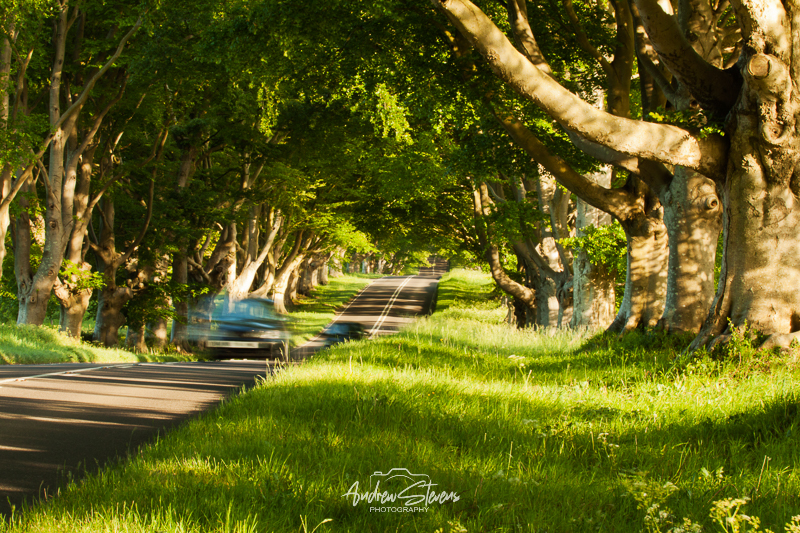 Beech Avenue (asp100-0315)