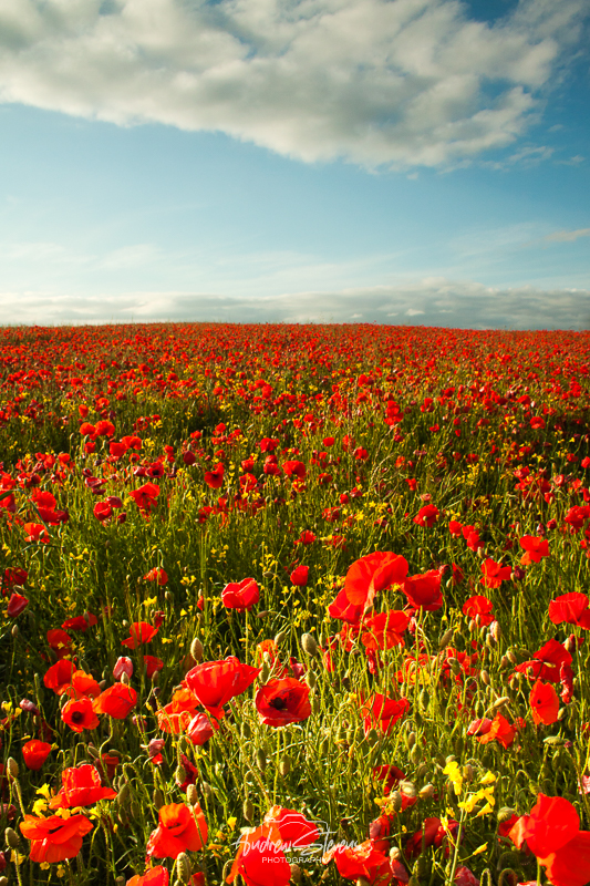 Poppies (asp100-0571)