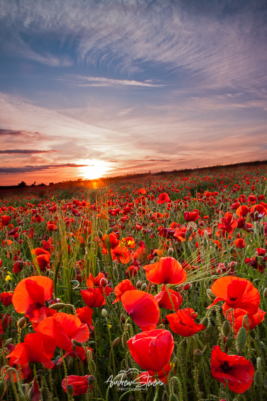 Poppies (asp100-0609)