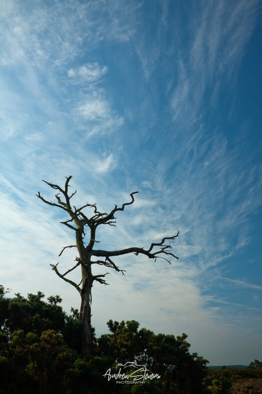 Holt Heath (asp100-1289)