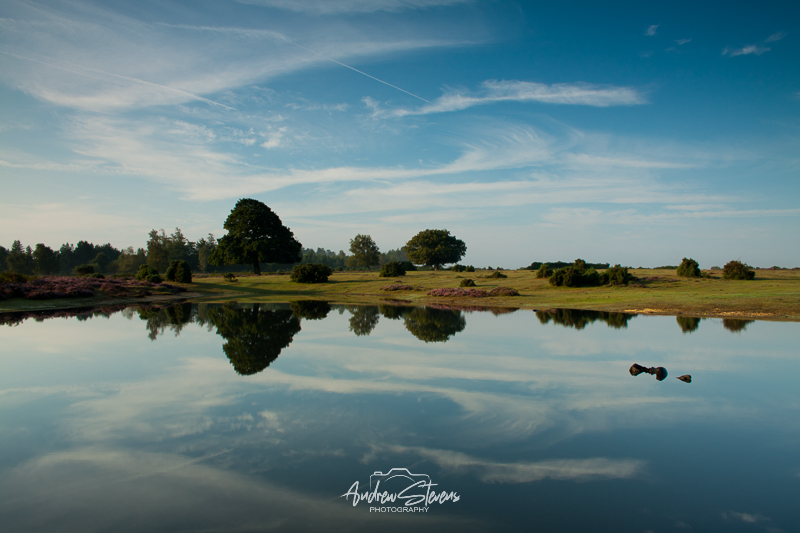 Mogshade (asp100-1983)