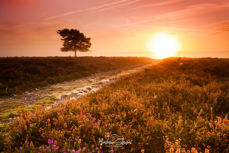 Rockford Common (asp100-2457)