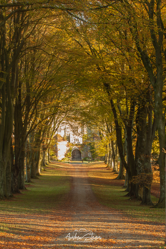 Beech Entrance, Cranborne (asp100-4244)
