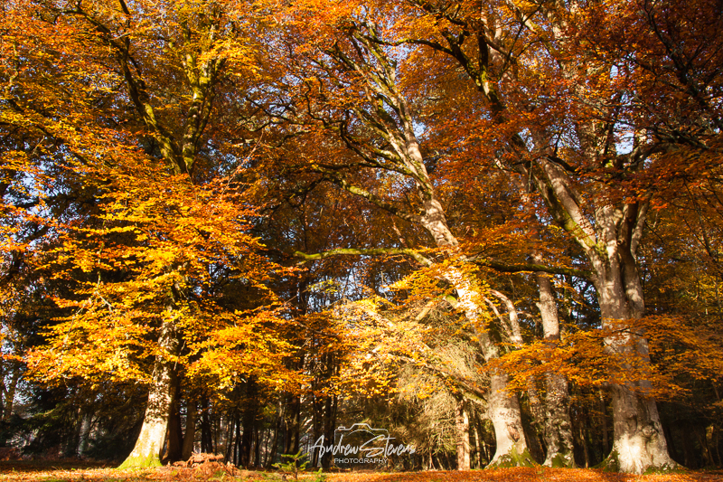 Canopy Of Colour, New Forest (asp100-4305)