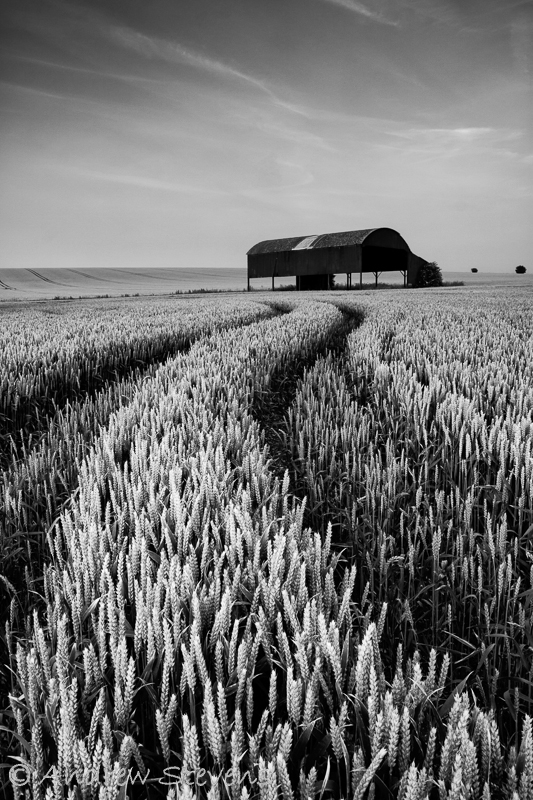 Soon be harvest (asp100-4911)