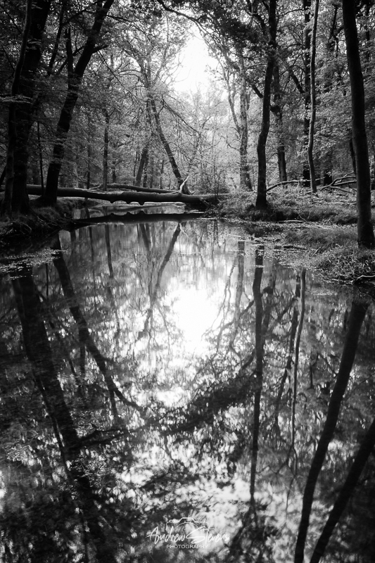 black (& white) water (asp121-05-9692)