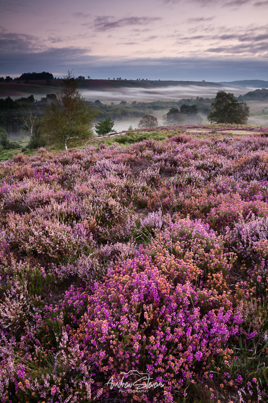 rockford heather (asp121-08-9755)