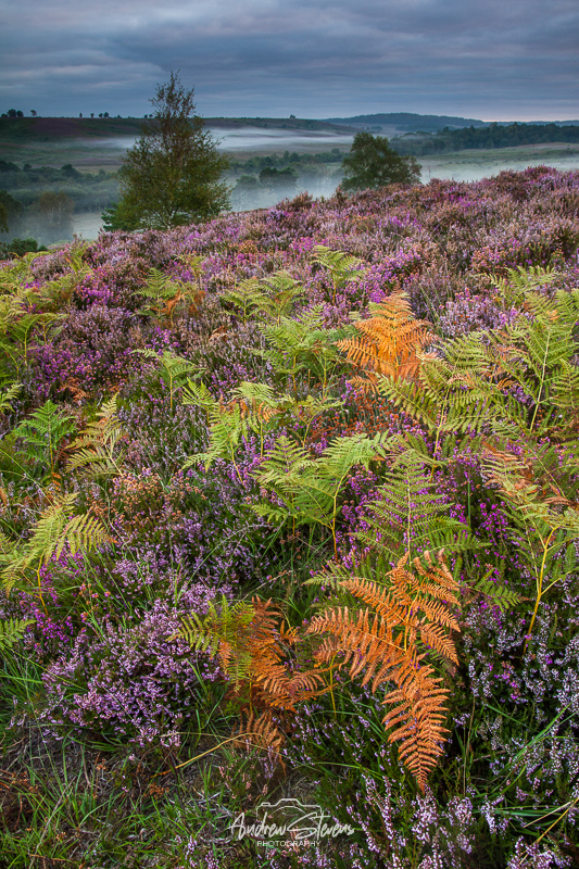 rockford bracken (asp121-08-9769)