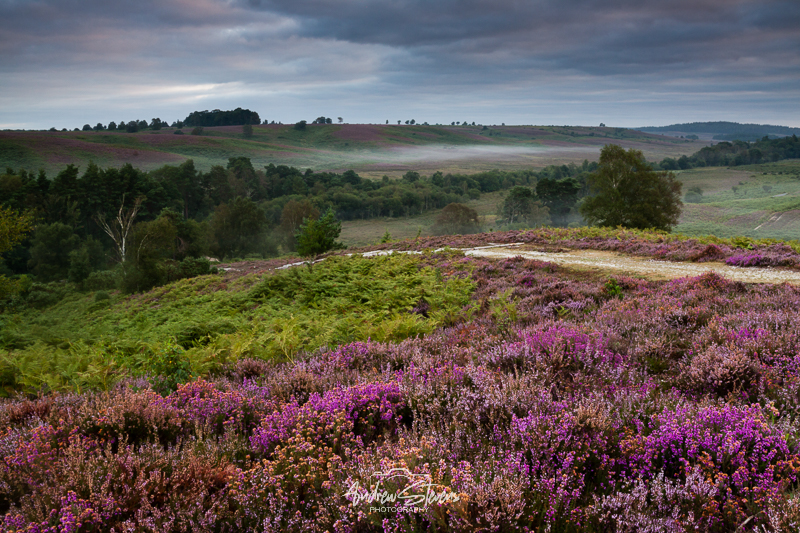 rockford path (asp121-08-9770)