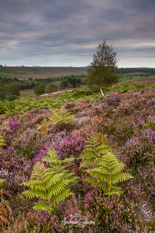 rockford ferns (asp121-08-9772)
