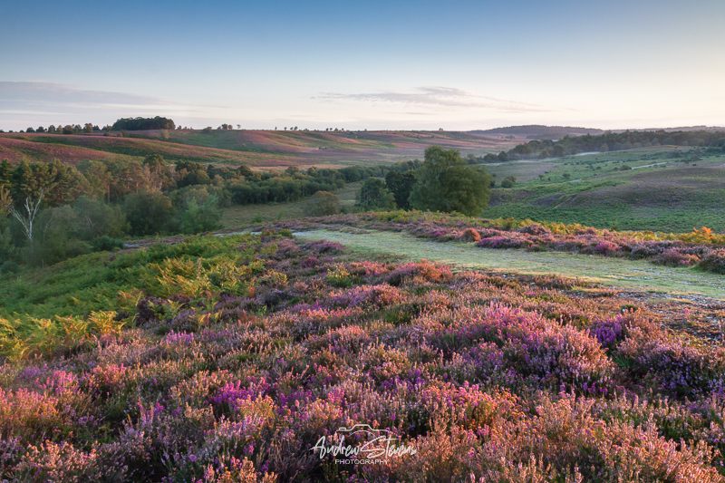 rockford common (asp123-08-0032)