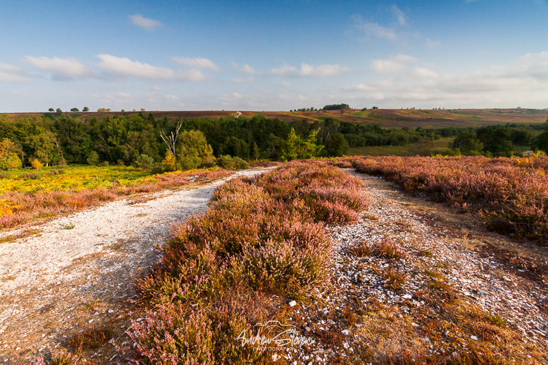Rockford Path (asp125-08-0376)