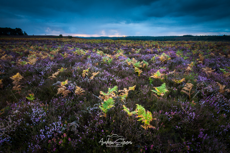 Season's End (asp125-08-0411)